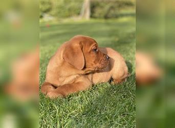 Labrador Welpen in der Farbe Dark Foxred und Foxred