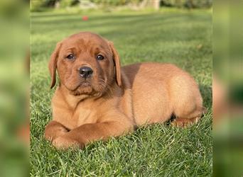 Labrador Welpen in der Farbe Dark Foxred und Foxred