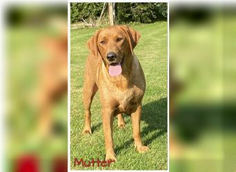 Labrador Welpen in der Farbe Dark Foxred und Foxred