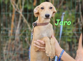 Jaro 05/2024 (ESP) - verspielter und aufgeschlossener Bodeguero-Galgo-Whippet-Mix Welpe!