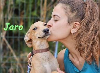 Jaro 05/2024 (ESP) - verspielter und aufgeschlossener Bodeguero-Galgo-Whippet-Mix Welpe!