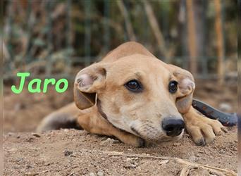 Jaro 05/2024 (ESP) - verspielter und aufgeschlossener Bodeguero-Galgo-Whippet-Mix Welpe!