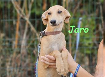 Jaro 05/2024 (ESP) - verspielter und aufgeschlossener Bodeguero-Galgo-Whippet-Mix Welpe!