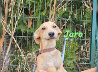 Jaro 05/2024 (ESP) - verspielter und aufgeschlossener Bodeguero-Galgo-Whippet-Mix Welpe!