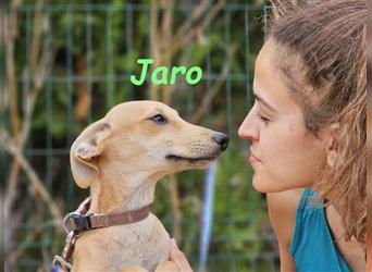 Jaro 05/2024 (ESP) - verspielter und aufgeschlossener Bodeguero-Galgo-Whippet-Mix Welpe!