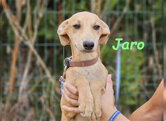 Jaro 05/2024 (ESP) - verspielter und aufgeschlossener Bodeguero-Galgo-Whippet-Mix Welpe!