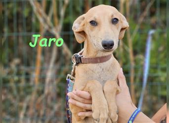 Jaro 05/2024 (ESP) - verspielter und aufgeschlossener Bodeguero-Galgo-Whippet-Mix Welpe!