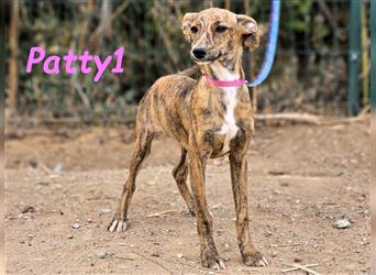 Patty1 05/2024 (ESP) - aufgeweckte, hübsche Bodeguero-Galgo-Whippet-Mix Welpin!