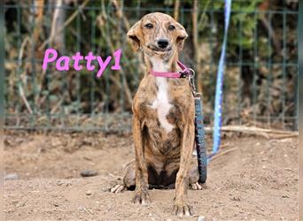 Patty1 05/2024 (ESP) - aufgeweckte, hübsche Bodeguero-Galgo-Whippet-Mix Welpin!