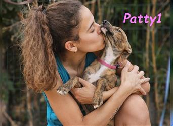 Patty1 05/2024 (ESP) - aufgeweckte, hübsche Bodeguero-Galgo-Whippet-Mix Welpin!