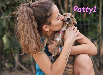 Patty1 05/2024 (ESP) - aufgeweckte, hübsche Bodeguero-Galgo-Whippet-Mix Welpin!