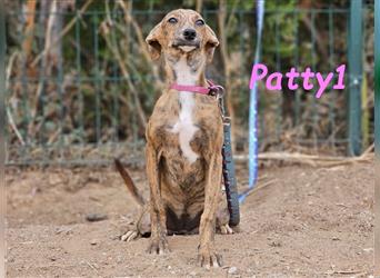 Patty1 05/2024 (ESP) - aufgeweckte, hübsche Bodeguero-Galgo-Whippet-Mix Welpin!