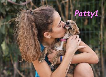 Patty1 05/2024 (ESP) - aufgeweckte, hübsche Bodeguero-Galgo-Whippet-Mix Welpin!