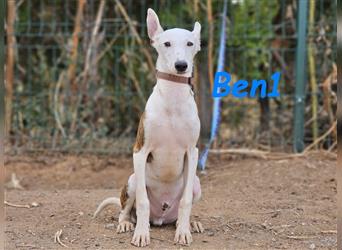 Ben1  05/2024 (ESP) - lustiger und offener Bodeguero-Galgo-Whippet-Mix Welpe!