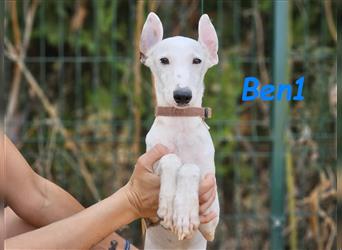 Ben1  05/2024 (ESP) - lustiger und offener Bodeguero-Galgo-Whippet-Mix Welpe!