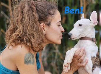 Ben1  05/2024 (ESP) - lustiger und offener Bodeguero-Galgo-Whippet-Mix Welpe!