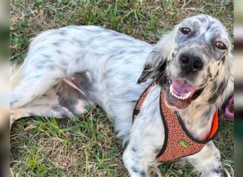 Setter-Hündin ♥Frida♥ aktiv, sanft und so lieb