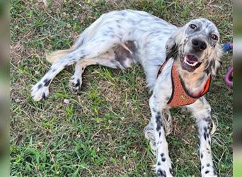 Setter-Hündin ♥Frida♥ aktiv, sanft und so lieb