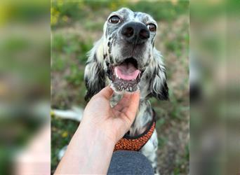 Setter-Hündin ♥Frida♥ aktiv, sanft und so lieb