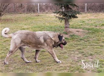 Spirit und Sila - die beiden Kangal (Mix) können nur gemeinsam in eine Familie vermittelt werden