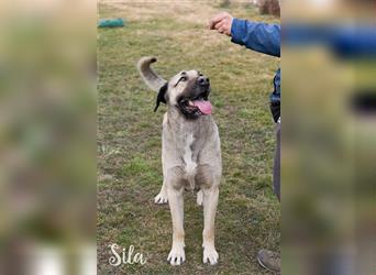 Spirit und Sila - die beiden Kangal (Mix) können nur gemeinsam in eine Familie vermittelt werden