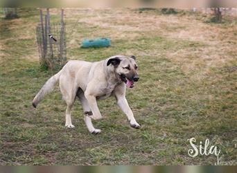 Spirit und Sila - die beiden Kangal (Mix) können nur gemeinsam in eine Familie vermittelt werden