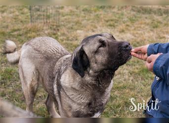 Spirit und Sila - die beiden Kangal (Mix) können nur gemeinsam in eine Familie vermittelt werden