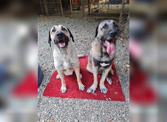 Spirit und Sila - die beiden Kangal (Mix) können nur gemeinsam in eine Familie vermittelt werden