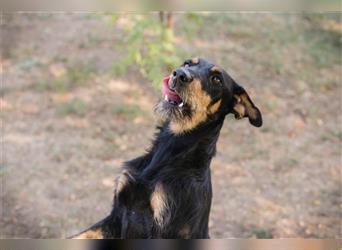 Terrier Frido - etwas Erfahrung mit dem Umgang dieser Rasse wäre toll