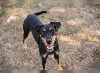 Terrier Frido - etwas Erfahrung mit dem Umgang dieser Rasse wäre toll