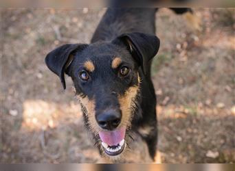 Terrier Frido - etwas Erfahrung mit dem Umgang dieser Rasse wäre toll