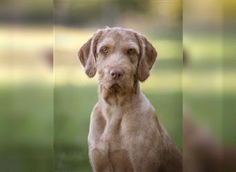 Magyar Vizsla Drathaar -Welpen