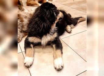 Golden-Collie-Aussie Welpen-Abgabebereit