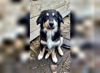 Golden-Collie-Aussie Welpen-Abgabebereit