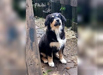 Golden-Collie-Aussie Welpen-Abgabebereit