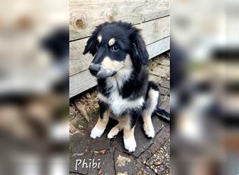 Golden-Collie-Aussie Welpen-Abgabebereit