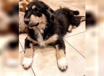 Golden-Collie-Aussie Welpen-Abgabebereit