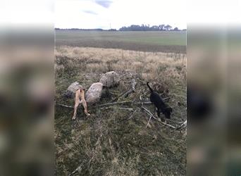 Cane Corso Mischlingswelpen suchen ein zu Hause