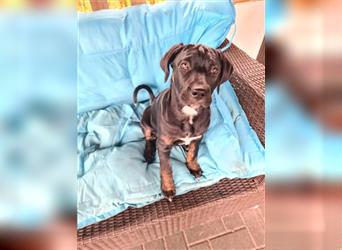 Cane Corso Mischlingswelpen suchen ein zu Hause