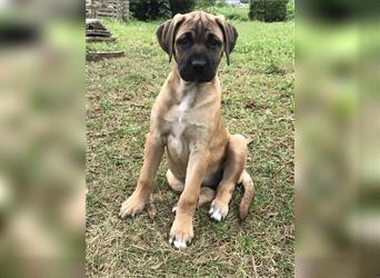 Cane Corso Mischlingswelpen suchen ein zu Hause