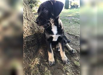 Cane Corso Mischlingswelpen suchen ein zu Hause