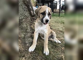 Cane Corso Mischlingswelpen suchen ein zu Hause