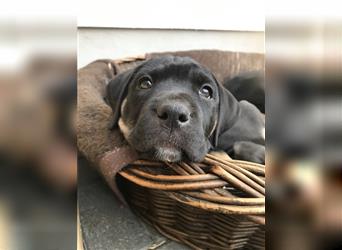 Cane Corso Mischlingswelpen suchen ein zu Hause