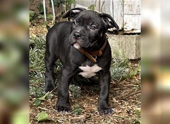 American Bully Welpen- Abgabebereit