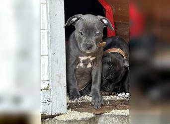 American Bully Welpen- Abgabebereit