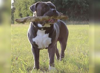 American Bully Welpen- Abgabebereit