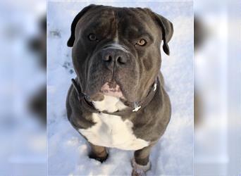 American Bully Welpen- Abgabebereit