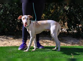 Pharo, Galgo-Mix, lieb und verträglich