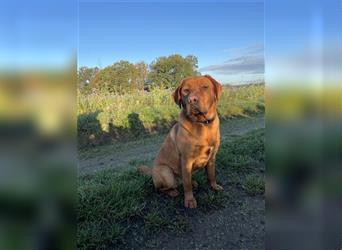 Labradoodle F1 Welpen in Red Apricot