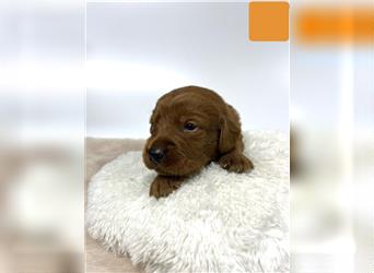 Labradoodle F1 Welpen in Red Apricot